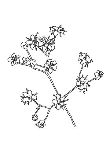 Baby'S Breath Coloring Page